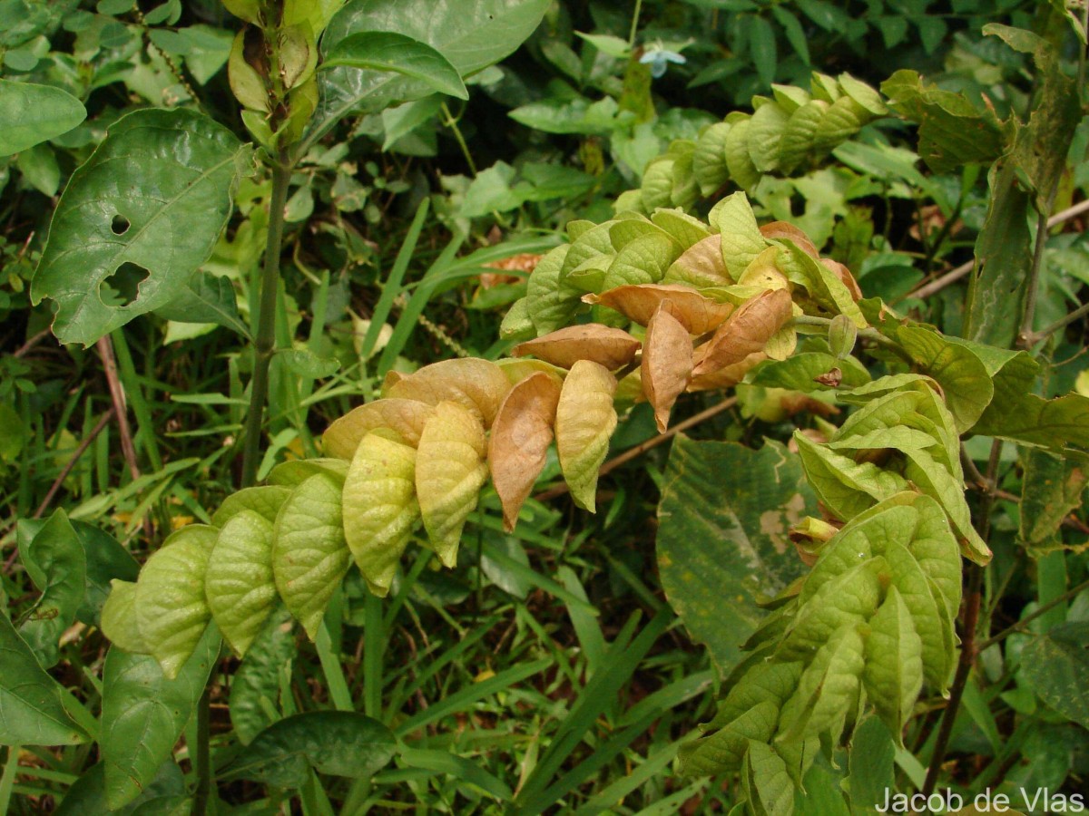 Flemingia strobilifera (L.) W.T.Aiton